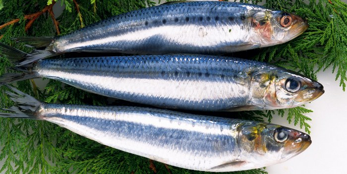 Росрыболовство в Приморье контролирует легальность экспорта рыбной продукции в КНР — с начала года оформлено около 600 тыс. тонн