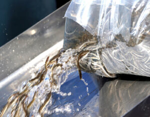 Пополнение ценных рыбных запасов под контролем Росрыболовства: Калининградский залив пополнили молодью речного угря