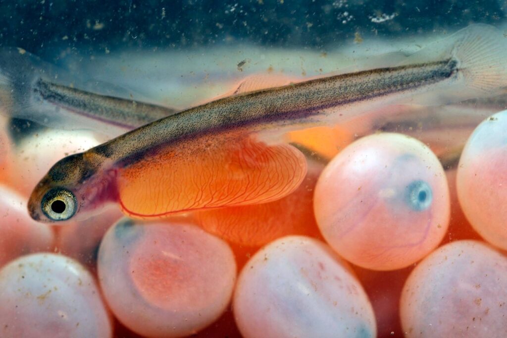 На Сахалине идут работы по воспроизводству запасов лососей: на инкубацию заложено 1,57 млрд штук икры — в два раза больше 2022 года