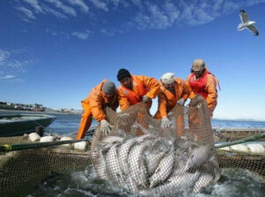 В России объем вылова лососевых в 2023 году стал вторым в истории наблюдений