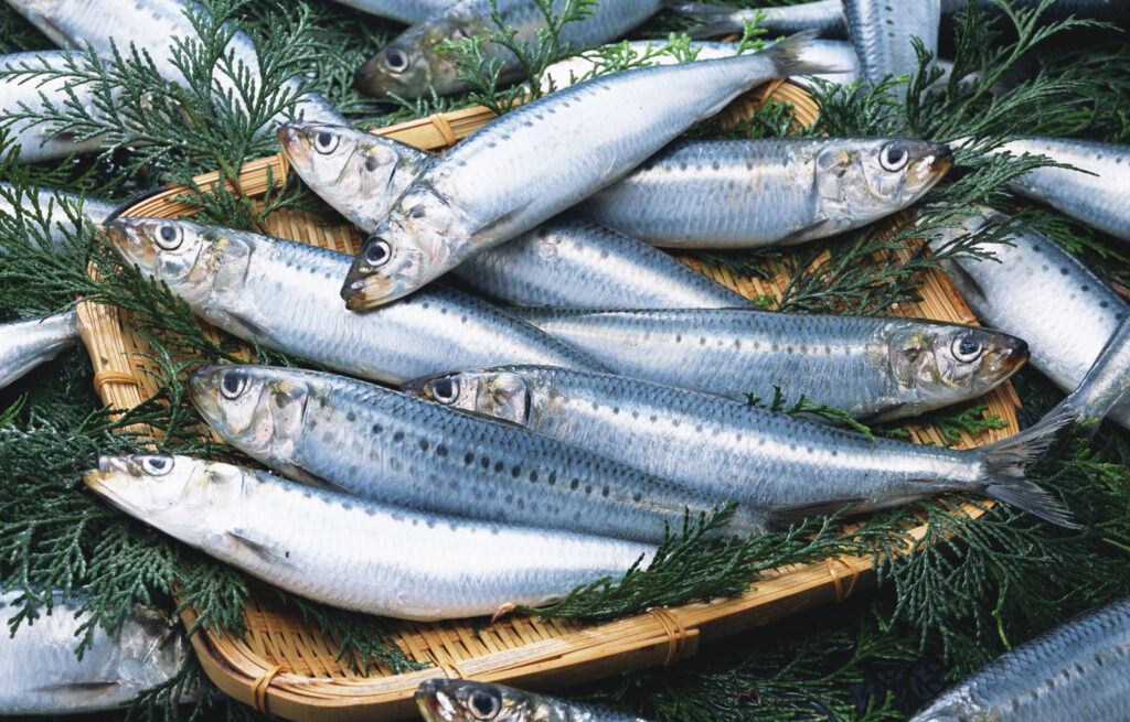 Пелагическая путина-2023: вылов «народной рыбы» — сардины иваси — превысил 354 тыс. тонн