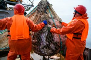 Российские рыбаки выловили почти 4,9 млн тонн рыбы