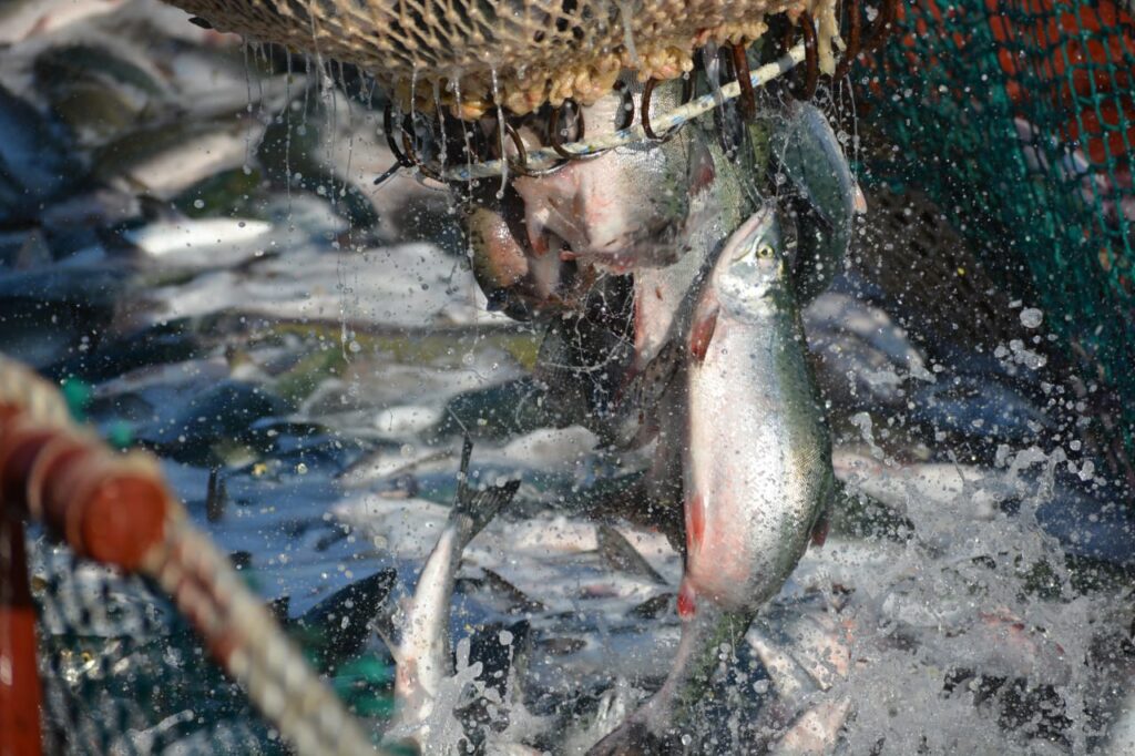 Росрыболовство повысило прогноз по вылову лососевых в 2023 году до около 609 тыс. тонн