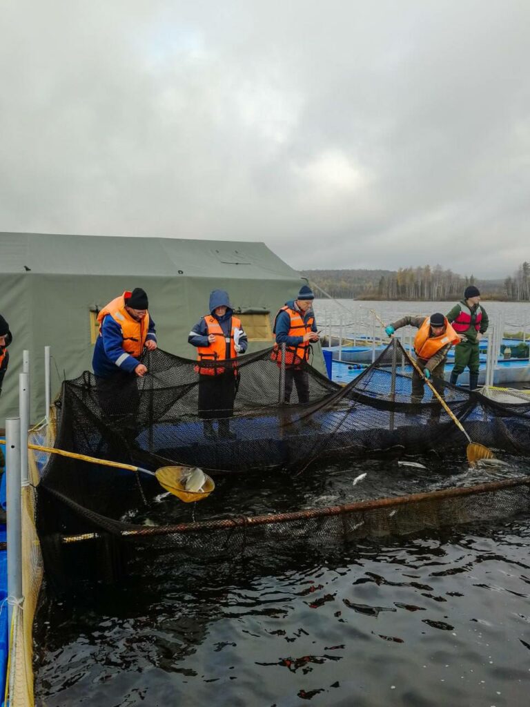 В Свердловской области готовятся к нерестовой кампании для пополнения запасов лососевых и осетровых Глубочинского водохранилища