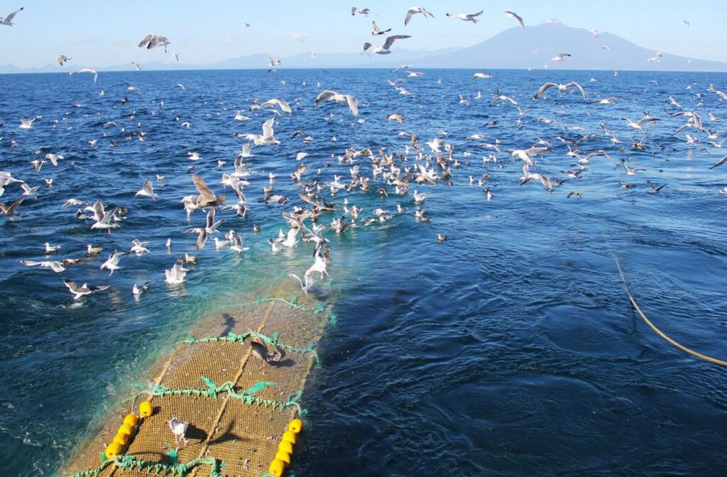 Активный промысел «народной рыбы» иваси на Дальнем Востоке потребовал увеличения ее возможного вылова