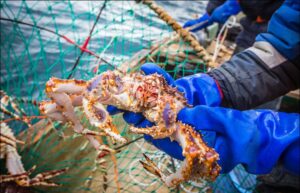 Росрыболовство выставило на аукцион 4 лота глубоководных видов крабов