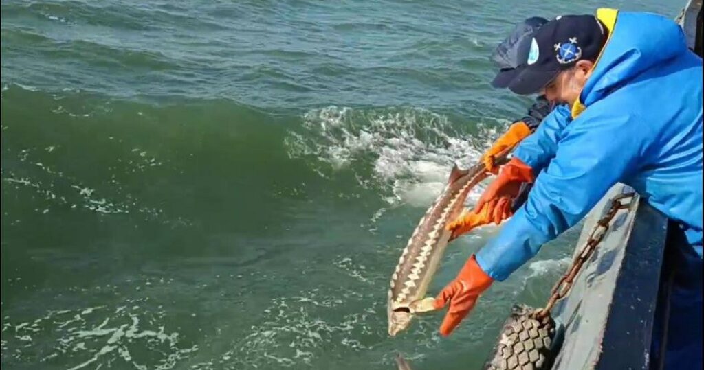 В Азовском море растет популяция русского осетра: запас возрождается практически с нуля за счет регулярных выпусков молоди и эффективной охраны