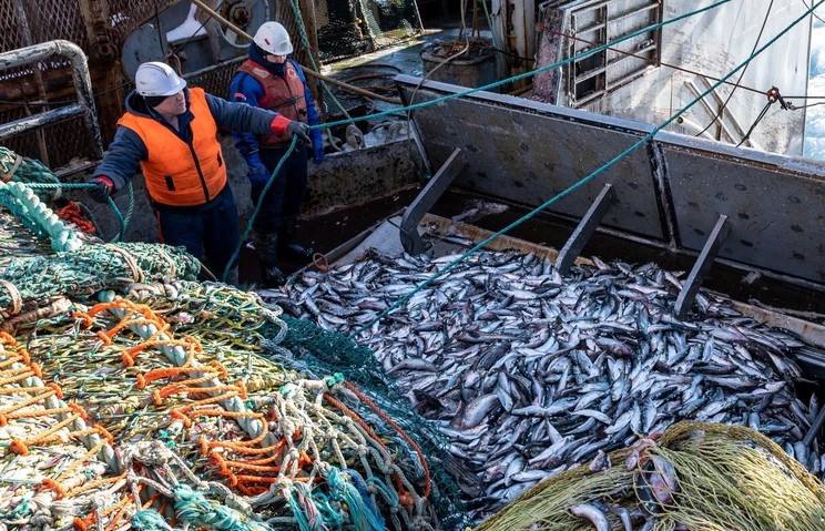 Рыбаки Камчатки активно осваивают инвестиционные квоты