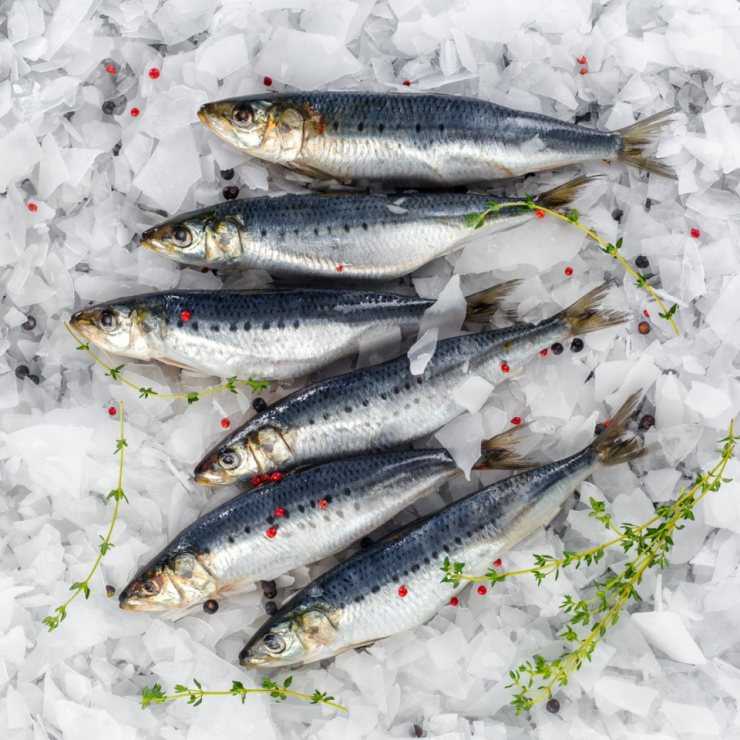 Новые промысловые рекорды: вылов «народной рыбы» сардины иваси превысил 0,5 млн тонн