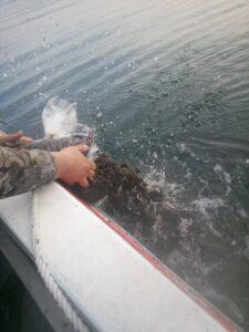 Рекордный ноябрь: свыше 3,6 млн молоди ценного дальневосточного трепанга высадили в море в Приморье