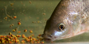Импортозамещение в действии — все силы на развитие аквакультуры в стране: производство отечественных кормов для рыб выросло почти на 40%