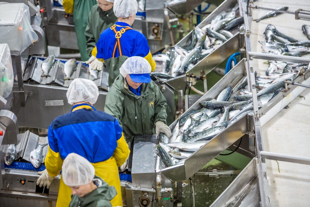 Производство рыбной продукции в России за 11 месяцев 2023 года увеличилось на 9% — до 4,1 млн тонн