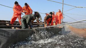 Пелагическая путина 2023 года обеспечила рекордный вылов иваси — полезная и вкусная рыба стала еще доступнее