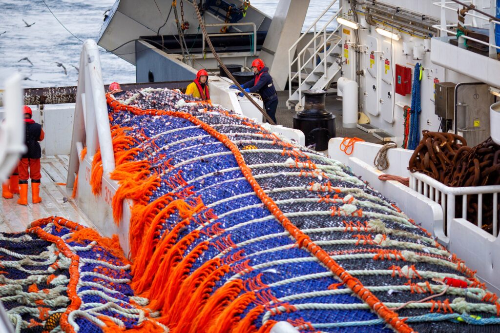 Общероссийский вылов рыбы и морепродуктов с начала года продолжает расти — добыто уже более полумиллиона тонн