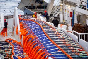 Общероссийский вылов рыбы и морепродуктов с начала года продолжает расти – добыто уже более полумиллиона тонн