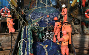 Минтаево-сельдевая путина – улов растет: к 27 февраля рыбаки добыли 685 тыс. тонн минтая и сельди на Дальнем Востоке