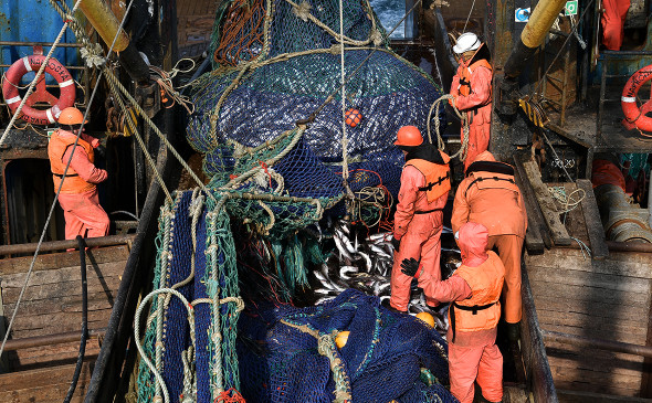 Минтаево-сельдевая путина — улов растет: к 27 февраля рыбаки добыли 685 тыс. тонн минтая и сельди на Дальнем Востоке