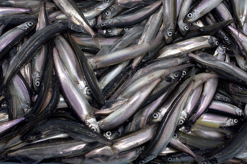 Новости с мойвенной путины в Баренцевом море: рыбаки добыли уже 14 тыс. тонн – первая партия свежей мойвы придет в Мурманск в начале марта