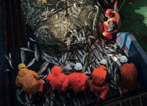 Баланс российского рыбного рынка: добываем достаточно, завозим для ассортимента, экспортируем избытки
