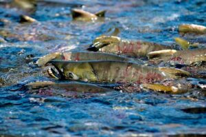 Государство и бизнес пополнят запасы лососей в Приморье: рыборазводные заводы Росрыболовства готовятся к сезону выпусков кеты