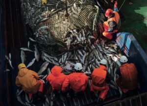 Темп вылова рыбы и морепродуктов опережает прошлогодний: добыто 1,26 млн тонн – на 4% больше