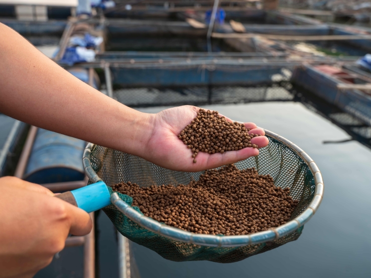Правительство поддерживает отечественных производителей кормов для аквакультуры