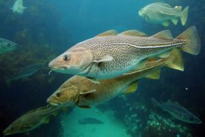 Прибрежный промысловый лов трески в Охотском море