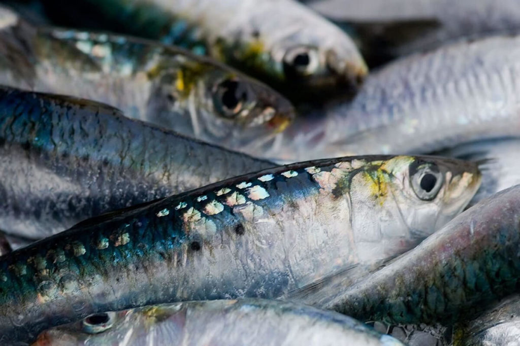 Сардина иваси идет хорошо: к 29 мая рыбаки нарастили вылов на 22% – добыто почти 30 тыс. тонн