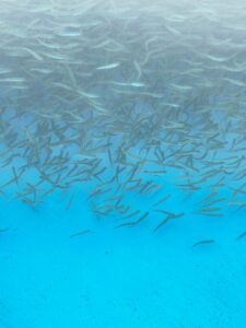 На Сахалине начался сезон выпуска молоди лососей: островной регион – лидер по воспроизводству тихоокеанских лососей на Дальнем Востоке