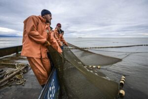 На Дальнем Востоке началась лососевая путина: 1 июня стартует промысел на Камчатке – основном регионе по объему вылова лососей