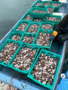 Марифермеры Приморья активно начали новый сезон: в морские огороды выпущено более 5 млн молоди гребешка