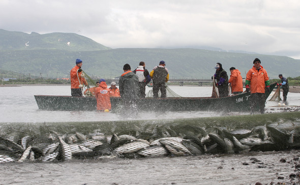 Лососевая путина-2024: рыбаки Камчатки набирают темп добычи