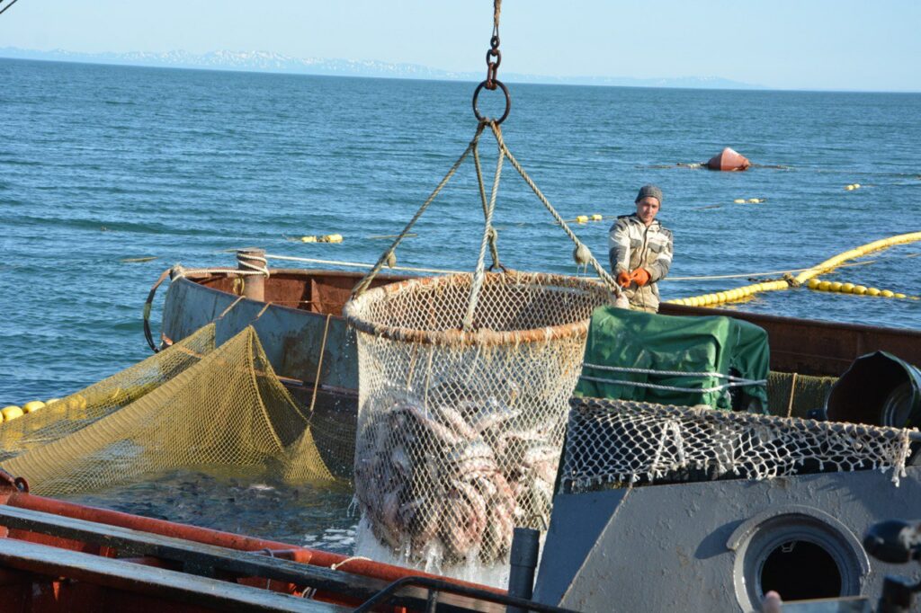 Российские рыбаки к 10 июня добыли более 2,27 млн тонн – промысел идет с прибавкой к прошлому году