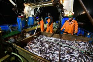 Росрыболовство рассматривает возможность снижения допустимого улова минтая в 2025 году