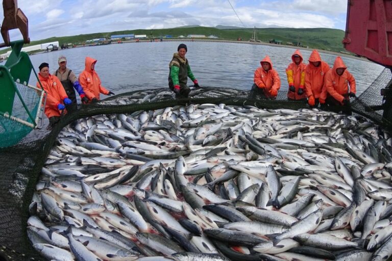 В Росрыболовстве считают, что проблем с экспортом российской рыбной продукции нет