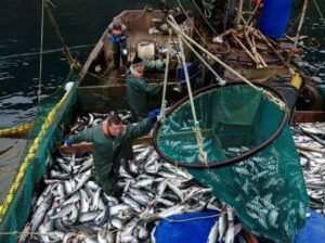 Российские рыбаки к 24 июля добыли более 2,8 млн тонн