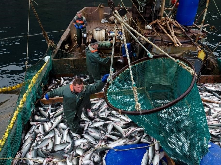 Российские рыбаки к 24 июля добыли более 2,8 млн тонн