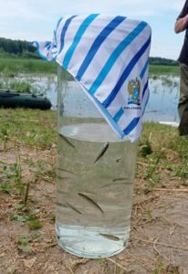 Верхне-Обский филиал ФГБУ «Главрыбвод» пополнил запасы молоди нельмы в реке Обь