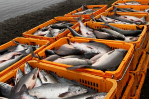 Лососевая путина-2024 набирает обороты: к середине июля рыбаки добыли более 40 тыс. тонн – за неделю темпы вылова увеличились