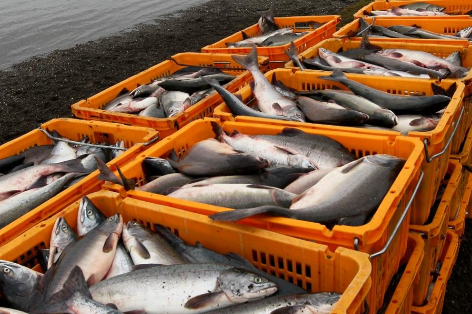 Лососевая путина-2024 набирает обороты: к середине июля рыбаки добыли более 40 тыс. тонн – за неделю темпы вылова увеличились