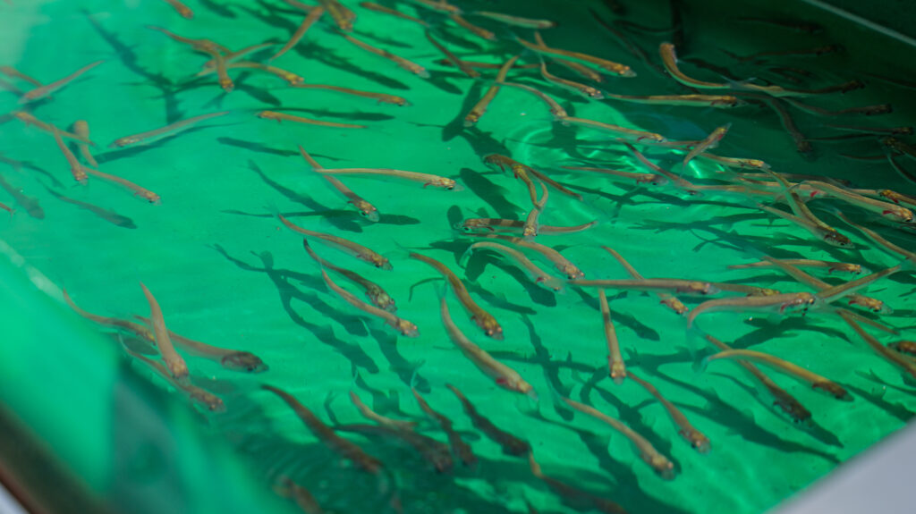 Более 20 тысяч мальков краснокнижных тайменя и нельмы выпустили в Енисей
