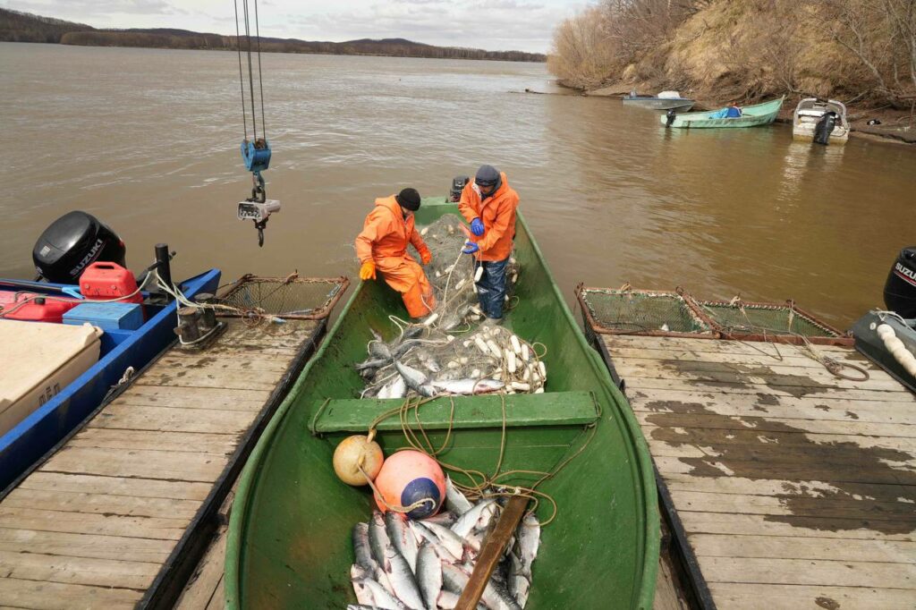 Лососевая путина-2024: к началу июля вылов тихоокеанских лососей составил 4,4 тыс. тонн – мониторинг промысла в Росрыболовстве идет еженедельно
