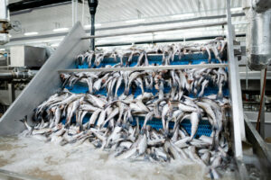 Российские рыбаки к 16 июля добыли более 2,7 млн тонн