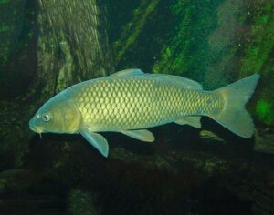 cyprinus carpio hungaricus