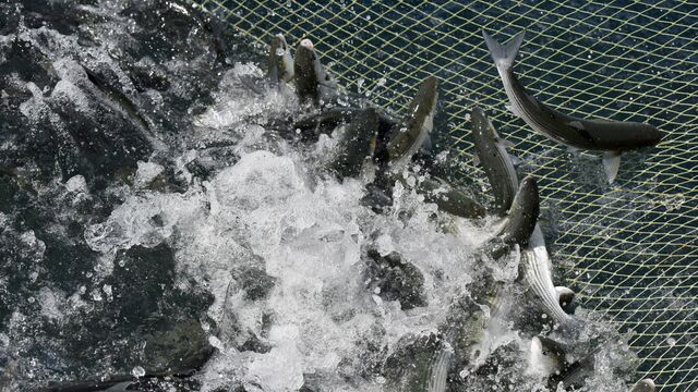 Общероссийский вылов водных биоресурсов превысил полмиллиона тонн