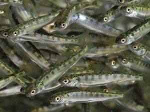 Рекордная эффективность искусственного воспроизводства: почти 90% пришедшей на нерест в реку Паратунка кеты было выращено на заводе Главрыбвода