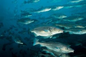 Росрыболовство проведет аукцион по распределению долей квот на добычу водных биоресурсов