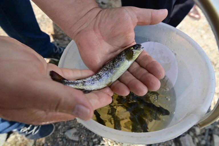 Росрыболовство планирует увеличить объемы искусственного воспроизводства краснокнижного озерного лосося популяции реки Шуя бассейна Онежского озера