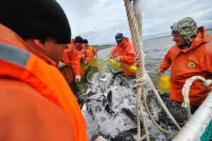 Руководитель Росрыболовства и губернатор Камчатского края обсудили ход лососевой путины