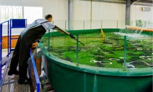 Востребованные специальности в рыбохозяйственном комплексе: рыбовод